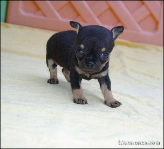 Chiot chihuahua femelle à céder