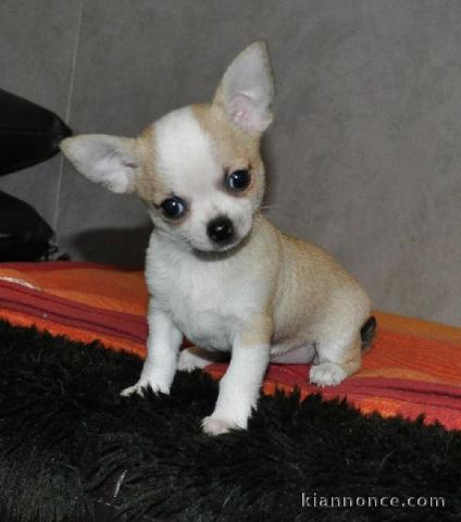 Chiot chihuahua femelle à céder