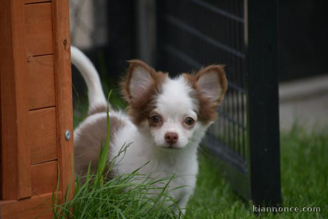 Chiot chihuahua femelle à céder