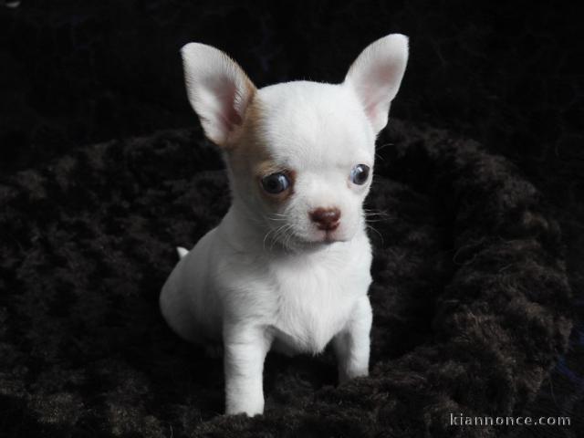 Chiot chihuahua femelle à céder