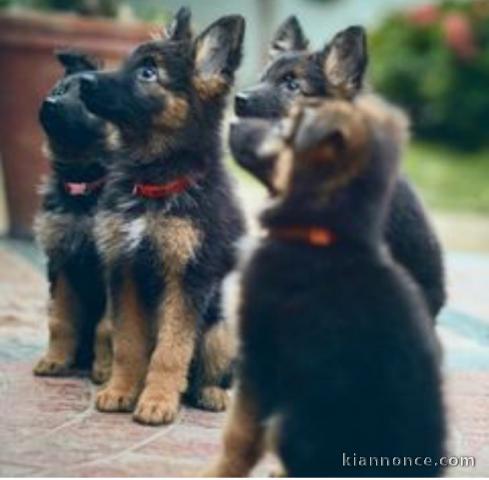 Chiots Berger à Allemand 