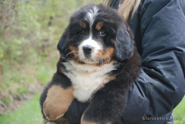 A donnez chiot magnifiques chiot bouvier bernois