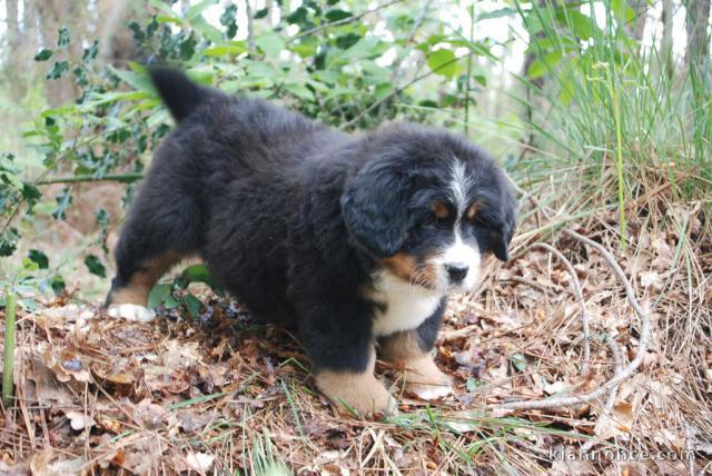 Chiot bouvier bernois femelle pour adoption