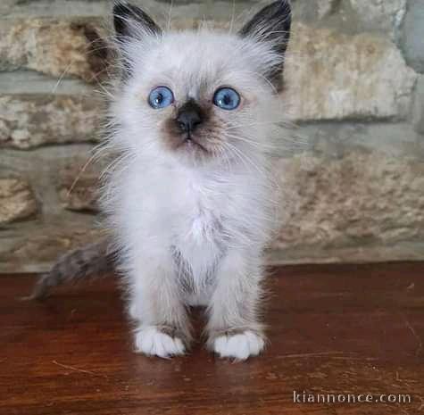 Chatons Ragdoll non loof