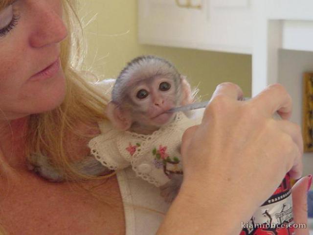 A DONNER Bébé singe Capucin Femelle Pour Noel