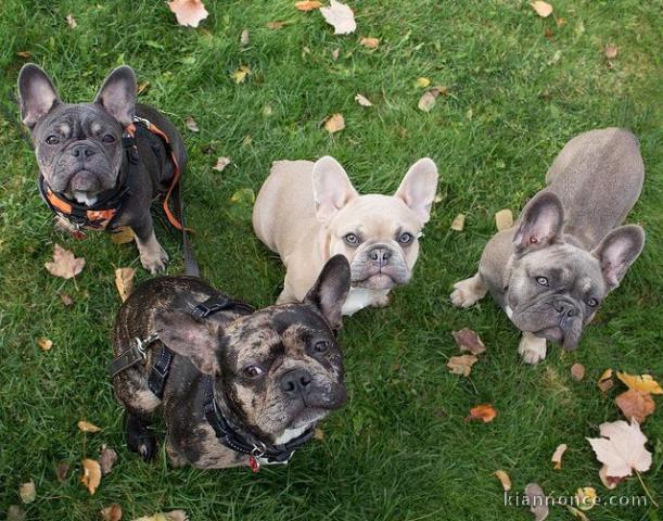 Chiots Bouledogues Français en adoption 