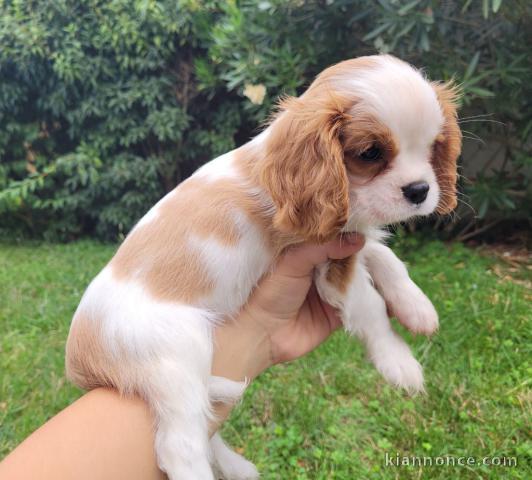 Donnez belle chiot cavalier king charles femelle