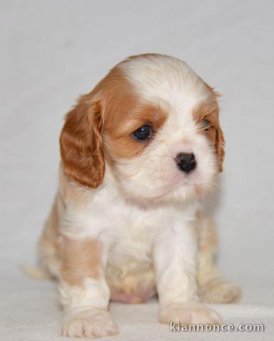 Donnez belle chiot cavalier king charles femelle