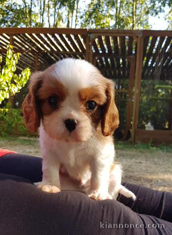 chiot cavalier charles king à donner