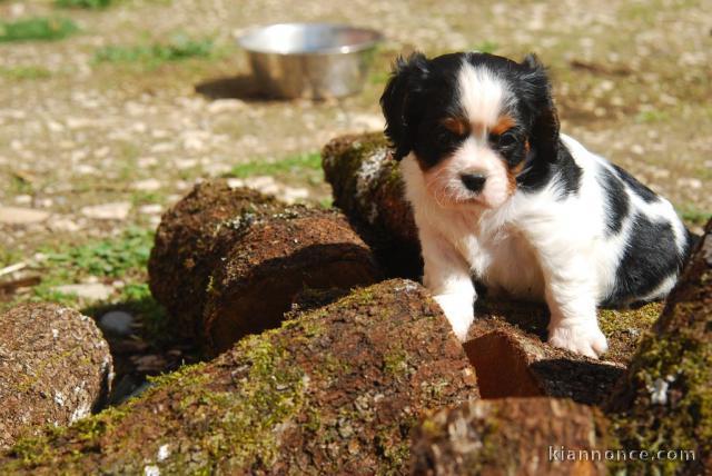 Petite cavalier King Charles femelle à donner 