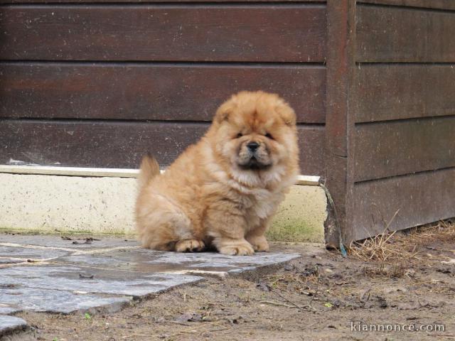 A donner bb chow chow 3 mois