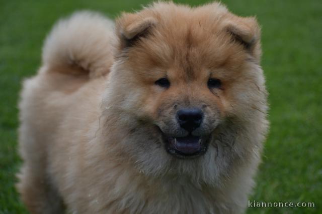 A donner bb chow chow 3 mois