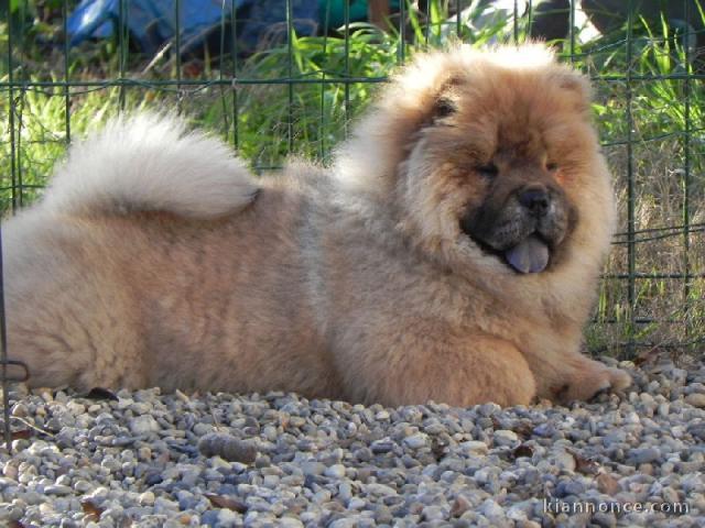 Chiot bb chow chow 3 mois pour adoption