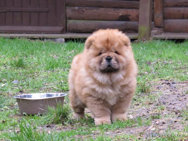 Chiot bb chow chow 3 mois pour adoption