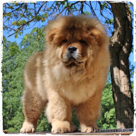 Chiot bb chow chow 3 mois pour adoption