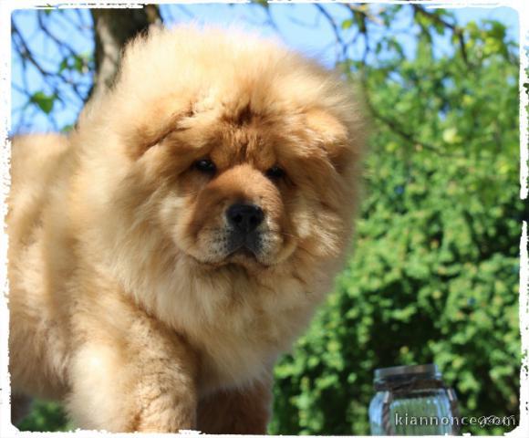 Chiot chow chow de 3 mois chercher foyer d\