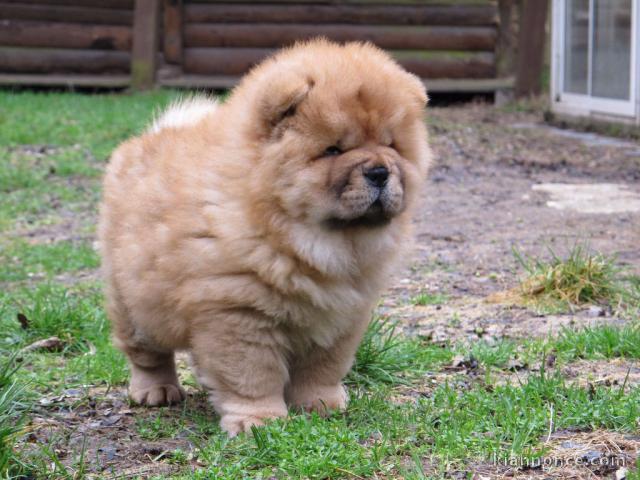 Chiot chow chow de 3 mois chercher foyer d\