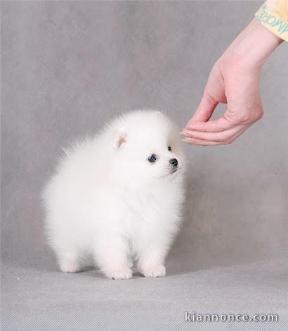 Adorable chiot   Spitz nain  à donner