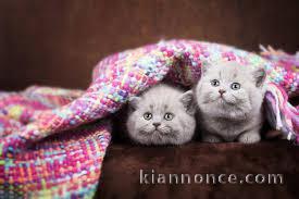 Chaton bengal loof dispnible
