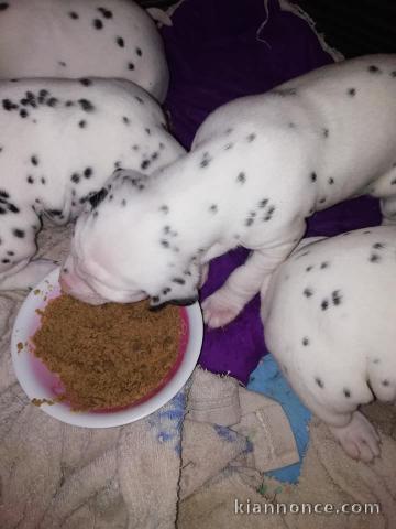 Chiot Dalmatien Adoption