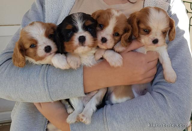 Chiots Cavalier King Charles Spaniel