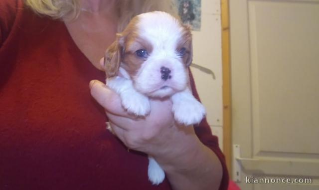 Chiots Cavalier King Charles Spaniel