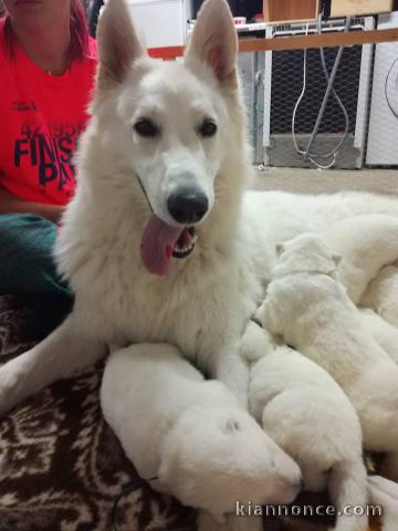 chiots berger blanc suisse