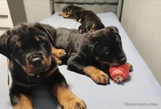 Magnifique chiot Rottweiler disponible 