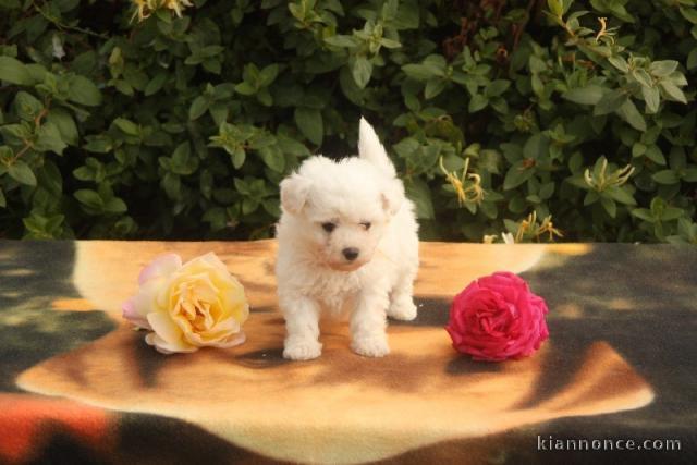 Chiot Bichon frisé à donner Pour Noel