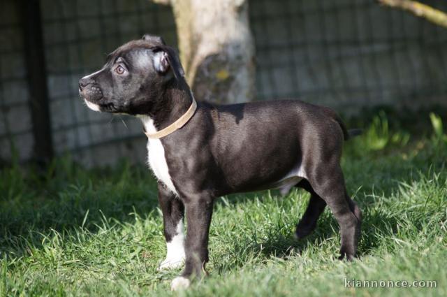 chiot American staffordshire terrier