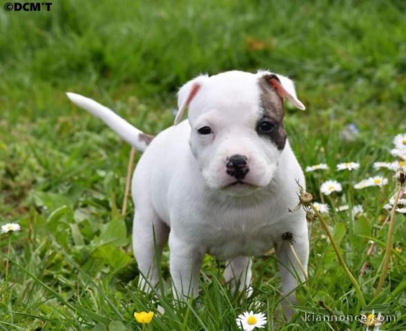 chiot American staffordshire terrier