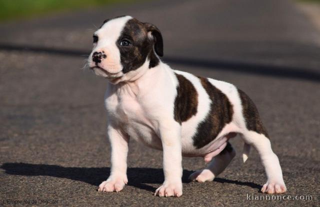 chiot American staffordshire terrier