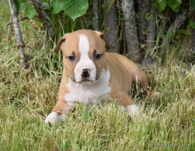 chiot American staffordshire terrier