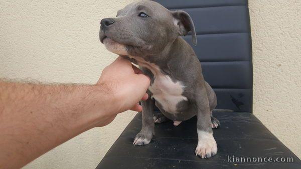 chiot American staffordshire terrier