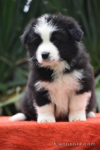 Chiots Border Collie Adoption