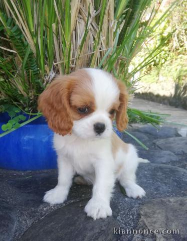 Chiots Cavalier King Charles Spaniel