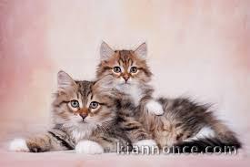 Chatons persans disponible