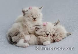  Chatons Ragdoll beaux