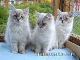 Chatons sibériens loof