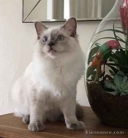 Chatons Ragdoll pour famille