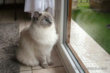 Chatons Ragdoll pour famille