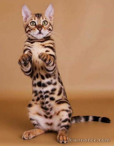 Magnifique chaton bengal