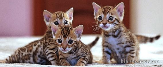 Chatons Bengal pour famille
