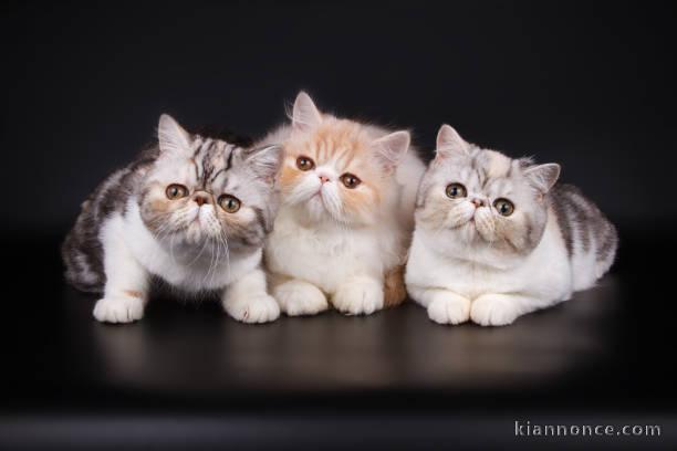 Chatons exotic shorthair
