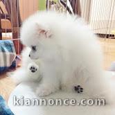 Chiots Spitz Nain Offre 