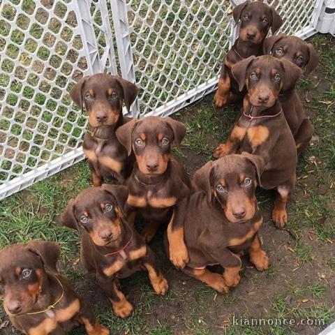 Chiots Dobermann Adoption