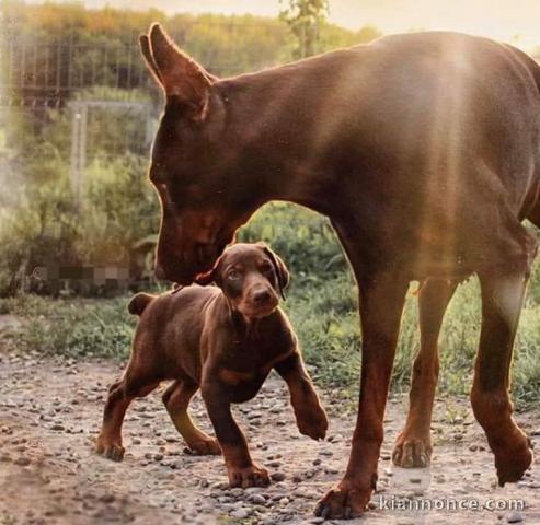 Chiots Dobermann Adoption