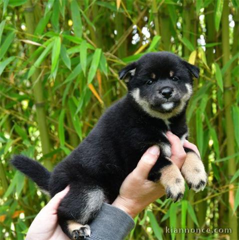 chiot shiba inu a ceder
