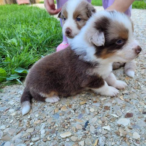 Magnifique Chiots Berger Australien Disponible