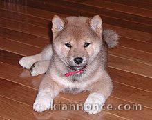 chiot shiba inu trois mois